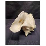 LARGE CONCH SHELL LARGE CONCH SHELL