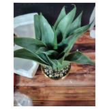 Fake Succulent in Gold Metallic Planter  - Retail: $25 Fake Succulent in Gold Metallic Planter  - Retail: $25