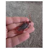 Realistic Plastic Cockroach Props - 2 Packs Realistic Plastic Cockroach Props - 2 Packs