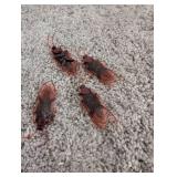 Realistic Plastic Cockroach Props - 2 Packs Realistic Plastic Cockroach Props - 2 Packs