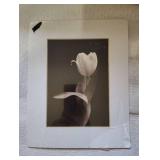 Anastasia Allen Canvas Art (14x11) & Two 8x10 TULIP PRINTS Anastasia Allen Canvas Art (14x11) & Two 8x10 TULIP PRINTS