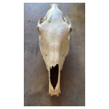 HORSE? SKULL HORSE? SKULL