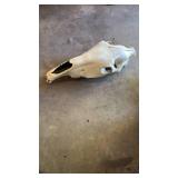 HORSE? SKULL HORSE? SKULL