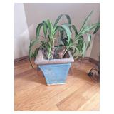 Healthy Dracaena Janet Craig Plant in Blue Ceramic Pot Healthy Dracaena Janet Craig Plant in Blue Ceramic Pot