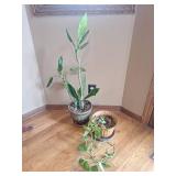 Live Indoor Plants Set - Bamboo and Philodendron Live Indoor Plants Set - Bamboo and Philodendron
