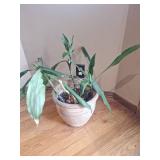 Lucky Bamboo in Decorative Ceramic Planter Lucky Bamboo in Decorative Ceramic Planter