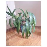 Healthy Dracaena Janet Craig Plant in Blue Ceramic Pot Healthy Dracaena Janet Craig Plant in Blue Ceramic Pot