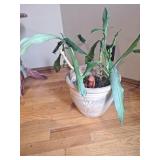 Lucky Bamboo in Decorative Ceramic Planter Lucky Bamboo in Decorative Ceramic Planter