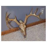 SKULL AND ANTLERS PAINTED GOLD SKULL AND ANTLERS PAINTED GOLD