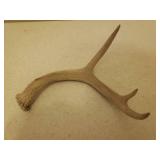 Vintage Framed Wildlife Prints - Black & White is Signed by Artists, and Deer Antler