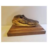 Genuine Alligator Head Taxidermy Show Piece with Solid Oak Presentation Base/Shelf - Head is 7.5in L, Shelf Measures 10in L x 6.25in D