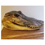 Genuine Alligator Head Taxidermy Show Piece with Solid Oak Presentation Base/Shelf - Head is 7.5in L, Shelf Measures 10in L x 6.25in D