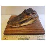 Genuine Alligator Head Taxidermy Show Piece with Solid Oak Presentation Base/Shelf - Head is 7.5in L, Shelf Measures 10in L x 6.25in D