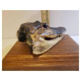 Genuine Alligator Head Taxidermy Show Piece with Solid Oak Presentation Base/Shelf - Head is 7.5in L, Shelf Measures 10in L x 6.25in D