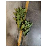 165CM FIG TREE IN PLASTIC POT - Retail: $60