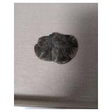 Natural Ammonite Fossil Specimen