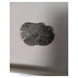 Natural Ammonite Fossil Specimen