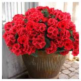 Hananona 6 Pcs Artificial Geranium Flowers for Outdoors Geranium Silk Red Flower Outdoor UV Resistant Garden Plants Faux Flowers for Christmas Home Kitchen Table Centerpieces Decor (6, Red)