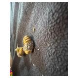 Set of Gold Earrings