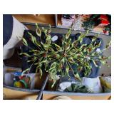 Christmas Tree Stars