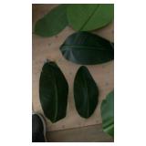 Artificial Bird of Paradise Plant with Pot - Retail: $90