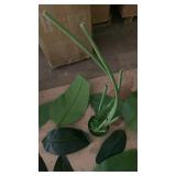 Artificial Bird of Paradise Plant with Pot - Retail: $90
