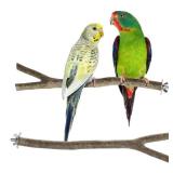 Niteangel Natural Wooden Perches for Bird Cages - Ideal for Cockatiels, Parakeets, Finches & Other Caged Birds (Natural Bark, 2 Pack)
