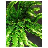 Dkaltm Single Silky Artificial Boston Fern Bush, 49Inch Large Artificial Ferns for Outdoors, Large Faux Ferns Artificial Plants,Suitable for Decorating Office, Living Room Faux Greenery,95Branches - R