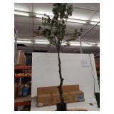 7 Ft Artificial Eucalyptus Tree with Decorative Basket