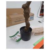 7 Ft Artificial Eucalyptus Tree with Decorative Basket