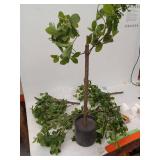 Artificial Black Olive Tree with Realistic Green Foliage