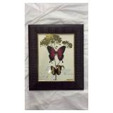 French Butterfly Art Print in Decorative Frame - Retail: $25