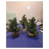 Mini Christmas Trees on Wood Base Set