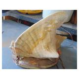 Conch Decor - Diarama