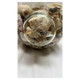 Clear Glass Vase with Seashell Collection
