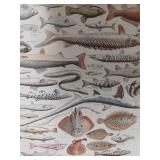Fish Type Decor 12 Ã 16.5in
