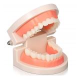 FACTORY SEALED - Nuanchu 4 Pcs Dental Teeth Model Standard Teeth Models Plastic Mouth Model Bulk Teaching Study Supplies for Teaching Dentist Dental Clean Display, 3.15 x 2.2 in