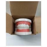 FACTORY SEALED - Nuanchu 4 Pcs Dental Teeth Model Standard Teeth Models Plastic Mouth Model Bulk Teaching Study Supplies for Teaching Dentist Dental Clean Display, 3.15 x 2.2 in