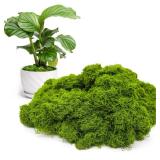 Aspamms Fake Green Moss for Potted Plants Indoor, 5.3oz Artificial Moss for Crafts, Faux Moss Decor for Fairy Garden, DIY Decorative, Model Making, Walls, Glass Containers, Home