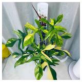 D Shape Sphagnum Moss Pole for Climbing Plants - 6 Pcs 17 Inch Plastic Stackable Plant Support, Designed for Monstera & Indoor Plants with Enhanced Stability