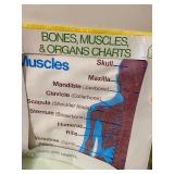 Human Skeleton Puzzles (one glows in the dark) and Bones/Muscles/Organs Chart - All New