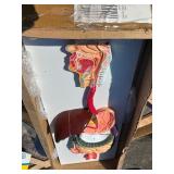 JNMFTD Human Digestive System Anatomy Model,Life Size 2 part Removable Stomach Nasal cavity Pharynx Liver Stomach Rectum Intestine for Medical Education Study