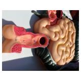 JNMFTD Human Digestive System Anatomy Model,Life Size 2 part Removable Stomach Nasal cavity Pharynx Liver Stomach Rectum Intestine for Medical Education Study