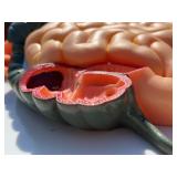 JNMFTD Human Digestive System Anatomy Model,Life Size 2 part Removable Stomach Nasal cavity Pharynx Liver Stomach Rectum Intestine for Medical Education Study