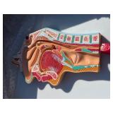 JNMFTD Human Digestive System Anatomy Model,Life Size 2 part Removable Stomach Nasal cavity Pharynx Liver Stomach Rectum Intestine for Medical Education Study