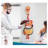 JNMFTD Human Digestive System Anatomy Model,Life Size 2 part Removable Stomach Nasal cavity Pharynx Liver Stomach Rectum Intestine for Medical Education Study