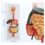 JNMFTD Human Digestive System Anatomy Model,Life Size 2 part Removable Stomach Nasal cavity Pharynx Liver Stomach Rectum Intestine for Medical Education Study