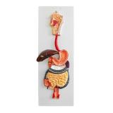JNMFTD Human Digestive System Anatomy Model,Life Size 2 part Removable Stomach Nasal cavity Pharynx Liver Stomach Rectum Intestine for Medical Education Study