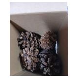 Large Pine Cones 6pcs