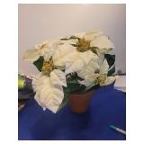 White Poinsettia Plant in Terra Cotta Pot